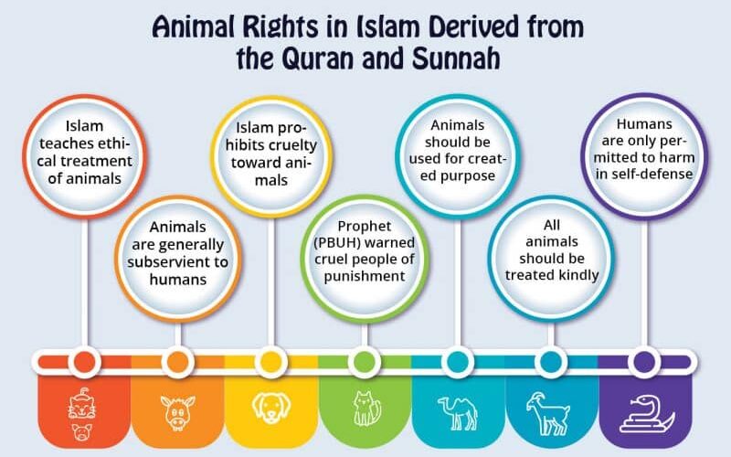 Animal Rights in Islam - Islamic Perspective